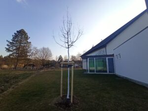 Baum in Rohr gepflanzt